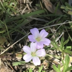 Geranium solanderi var. solanderi at Rendezvous Creek, ACT - 24 Nov 2022 10:20 AM