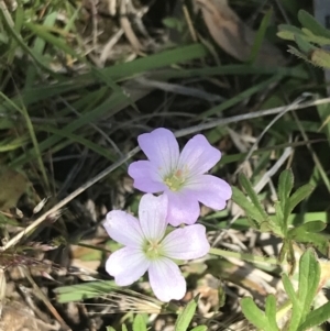 Geranium solanderi var. solanderi at Rendezvous Creek, ACT - 24 Nov 2022