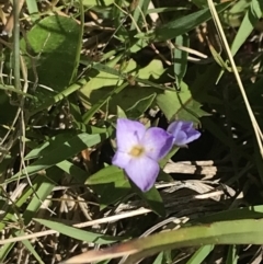 Veronica gracilis (Slender Speedwell) at Namadgi National Park - 23 Nov 2022 by Tapirlord