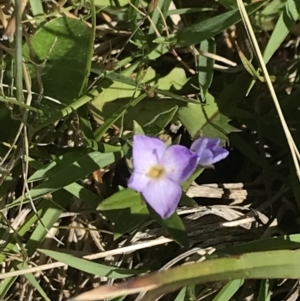 Veronica gracilis at Rendezvous Creek, ACT - 24 Nov 2022