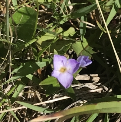 Veronica gracilis (Slender Speedwell) at Namadgi National Park - 23 Nov 2022 by Tapirlord