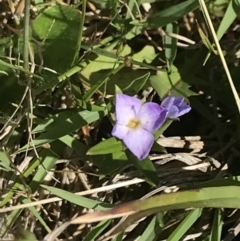 Veronica gracilis at Rendezvous Creek, ACT - 24 Nov 2022