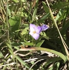 Veronica gracilis at Rendezvous Creek, ACT - 24 Nov 2022