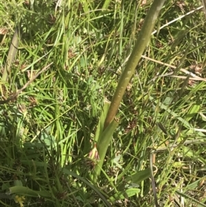 Diuris monticola at Mount Clear, ACT - suppressed