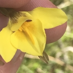 Diuris monticola at Mount Clear, ACT - suppressed