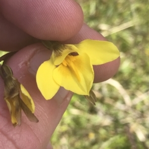 Diuris monticola at Mount Clear, ACT - suppressed