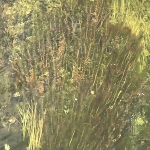 Myriophyllum variifolium at Mount Clear, ACT - 24 Nov 2022