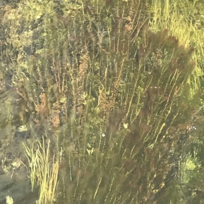 Myriophyllum variifolium (Varied Water-milfoil) at Namadgi National Park - 24 Nov 2022 by Tapirlord