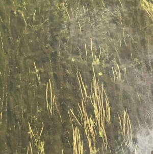 Myriophyllum variifolium at Mount Clear, ACT - 24 Nov 2022