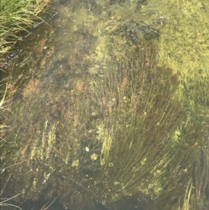 Myriophyllum variifolium at Mount Clear, ACT - 24 Nov 2022