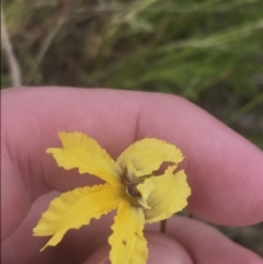 Goodenia paradoxa (Spur Goodenia) at Mount Clear, ACT - 24 Nov 2022 by Tapirlord