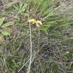 Velleia paradoxa at Mount Clear, ACT - 24 Nov 2022