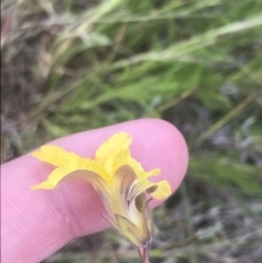 Goodenia paradoxa at Mount Clear, ACT - 24 Nov 2022