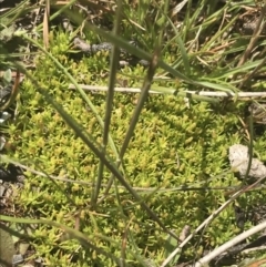 Scleranthus biflorus at Mount Clear, ACT - 24 Nov 2022