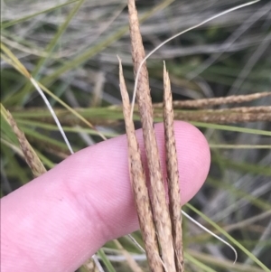 Carex polyantha at Mount Clear, ACT - 24 Nov 2022