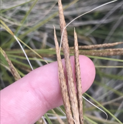 Carex polyantha (A Sedge) at Mount Clear, ACT - 24 Nov 2022 by Tapirlord