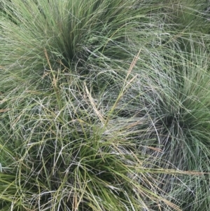 Carex polyantha at Mount Clear, ACT - 24 Nov 2022 12:42 PM