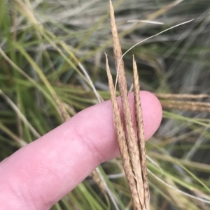 Carex polyantha at Mount Clear, ACT - 24 Nov 2022 12:42 PM