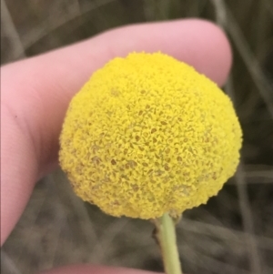 Craspedia paludicola at Mount Clear, ACT - 24 Nov 2022