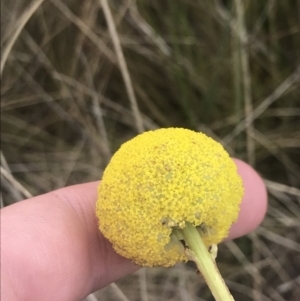 Craspedia paludicola at Mount Clear, ACT - 24 Nov 2022