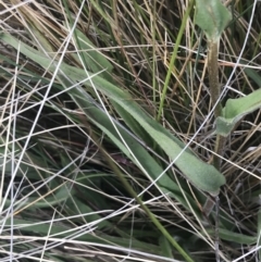 Craspedia paludicola at Mount Clear, ACT - 24 Nov 2022