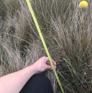 Craspedia paludicola at Mount Clear, ACT - 24 Nov 2022