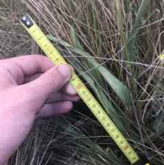 Craspedia paludicola at Mount Clear, ACT - 24 Nov 2022