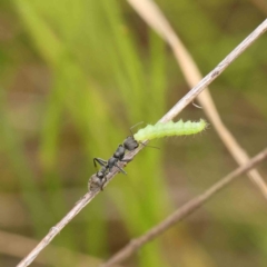 Myrmecia sp., pilosula-group (Jack jumper) at Dryandra St Woodland - 11 Dec 2022 by ConBoekel