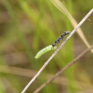 Myrmecia sp., pilosula-group at O'Connor, ACT - 11 Dec 2022