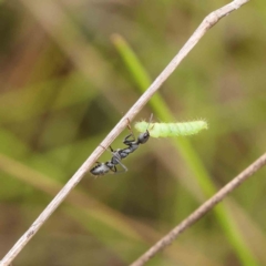 Myrmecia sp., pilosula-group at O'Connor, ACT - 11 Dec 2022