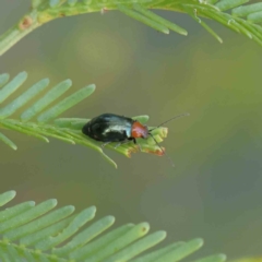 Adoxia benallae (Leaf beetle) at Dryandra St Woodland - 11 Dec 2022 by ConBoekel