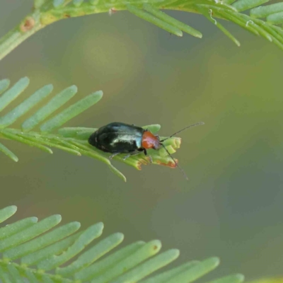 Adoxia benallae (Leaf beetle) at Dryandra St Woodland - 11 Dec 2022 by ConBoekel