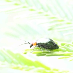 Adoxia benallae at O'Connor, ACT - 11 Dec 2022 01:52 PM