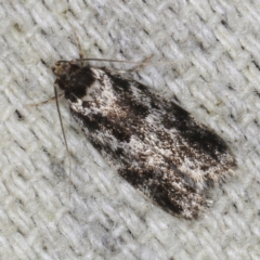 Barea atmophora (A Concealer moth) at O'Connor, ACT - 3 Dec 2022 by ibaird