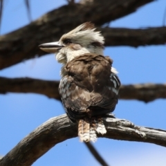 Dacelo novaeguineae (Laughing Kookaburra) at ANBG - 13 Dec 2022 by RodDeb