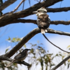 Dacelo novaeguineae at Acton, ACT - 13 Dec 2022 02:05 PM