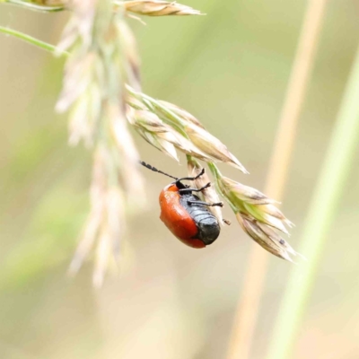 Aporocera (Aporocera) haematodes (A case bearing leaf beetle) at Dryandra St Woodland - 11 Dec 2022 by ConBoekel