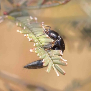 Staphylinidae (family) at O'Connor, ACT - 11 Dec 2022 02:07 PM