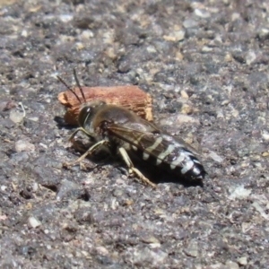 Bembix sp. (genus) at Acton, ACT - 13 Dec 2022 01:35 PM