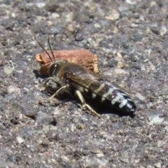 Bembix sp. (genus) at Acton, ACT - 13 Dec 2022 01:35 PM