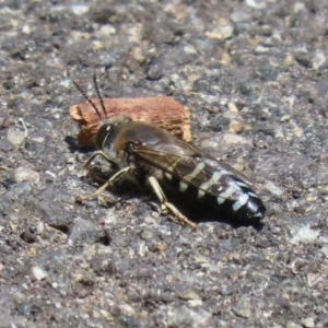 Bembix sp. (genus) at Acton, ACT - 13 Dec 2022