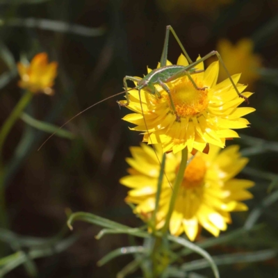 Caedicia simplex (Common Garden Katydid) at Dryandra St Woodland - 11 Dec 2022 by ConBoekel