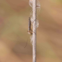 Chironomidae (family) (Non-biting Midge) at Dryandra St Woodland - 11 Dec 2022 by ConBoekel