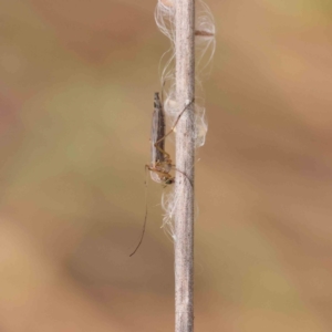 Chironomidae (family) at O'Connor, ACT - 11 Dec 2022 02:49 PM