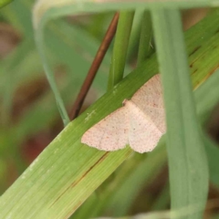 Epicyme rubropunctaria (Red-spotted Delicate) at O'Connor, ACT - 11 Dec 2022 by ConBoekel