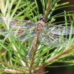 Hemicordulia tau (Tau Emerald) at Acton, ACT - 13 Dec 2022 by RodDeb