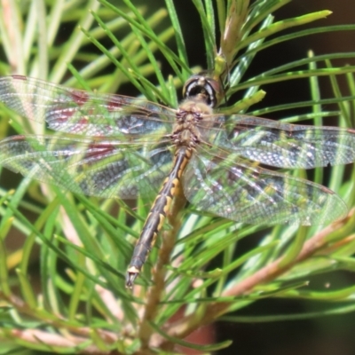 Hemicordulia tau (Tau Emerald) at Acton, ACT - 13 Dec 2022 by RodDeb