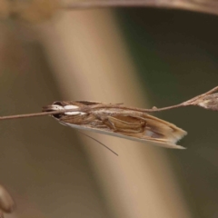 Scieropepla polyxesta (A Gelechioid moth (Xyloryctidae)) at Dryandra St Woodland - 11 Dec 2022 by ConBoekel