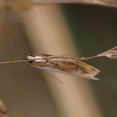 Scieropepla polyxesta (A Gelechioid moth (Xyloryctidae)) at O'Connor, ACT - 11 Dec 2022 by ConBoekel
