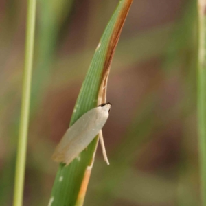 Scieropepla polyxesta at O'Connor, ACT - 11 Dec 2022